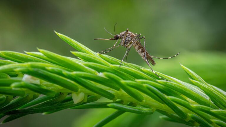 Kraj bez komarów: komar siedzi na zielonej iglastej gałęzi. Fot. Erik Karits / Pexels.
