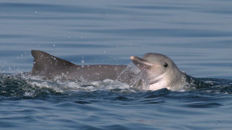 Amazonia globalne ocieplenie: słodkowodny delfin z Amazonii płynie po jeziorze. Fot. Instituto Boto Cinza / Wikimedia Commons (CC BY-SA 2.5)