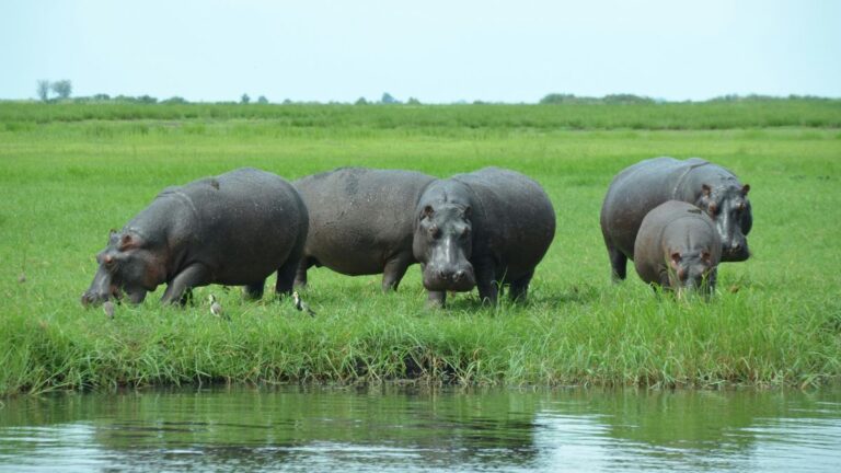 Hipopotamy w Europie: grupa hipopotamów stoi wśród zielonej trawy nad brzegiem wody. Fot. Hal Cooks / Unsplash