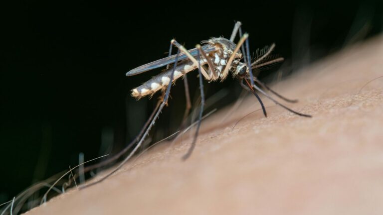 sposób na komary naturalny środek owadobójczy jak pozbyć się komarów