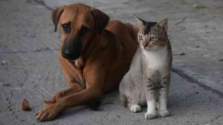 Pies i kot siedzący obok siebie – badania naukowe o zachowaniu zwierząt domowych