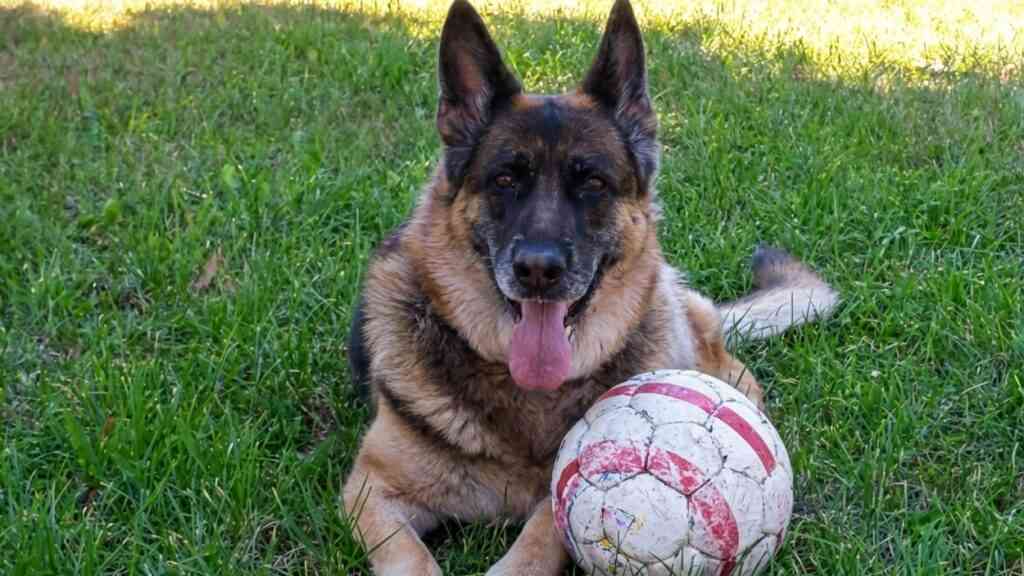 Pies z zabawką na trawie – inteligencja psów i zdolność uczenia się nowych przedmiotów