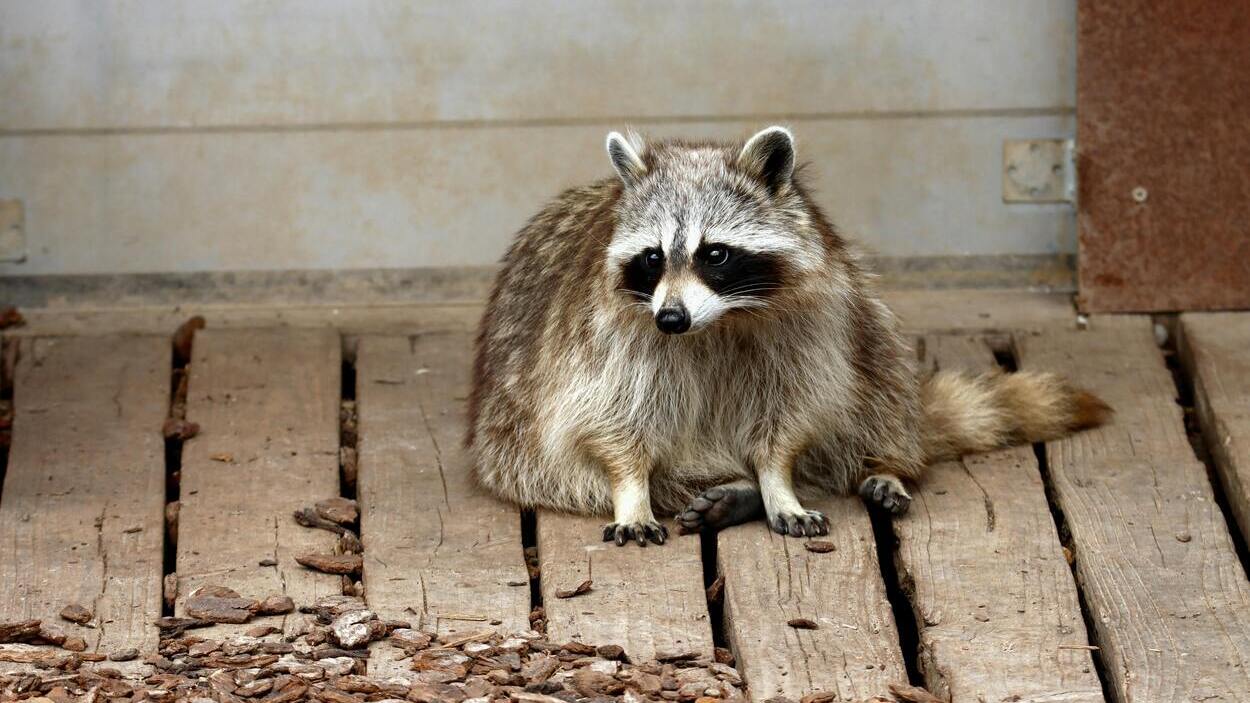 Szop pracz w miejskiej zabudowie – zwierzę, które przyniosło do Polski nowego pasożyta