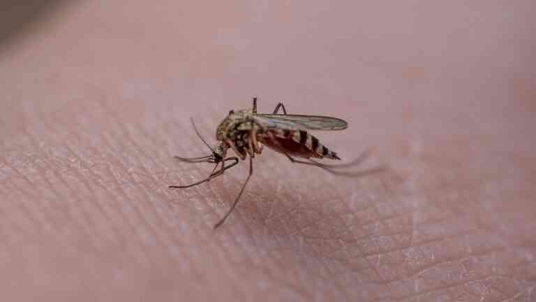Coraz częściej dla komarów ludzka krew jest głównym źródłem pożywienia