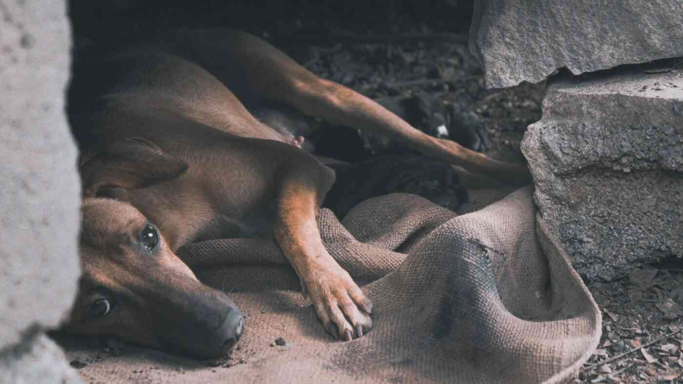 Starożytni Europejczycy jadali psie mięso
