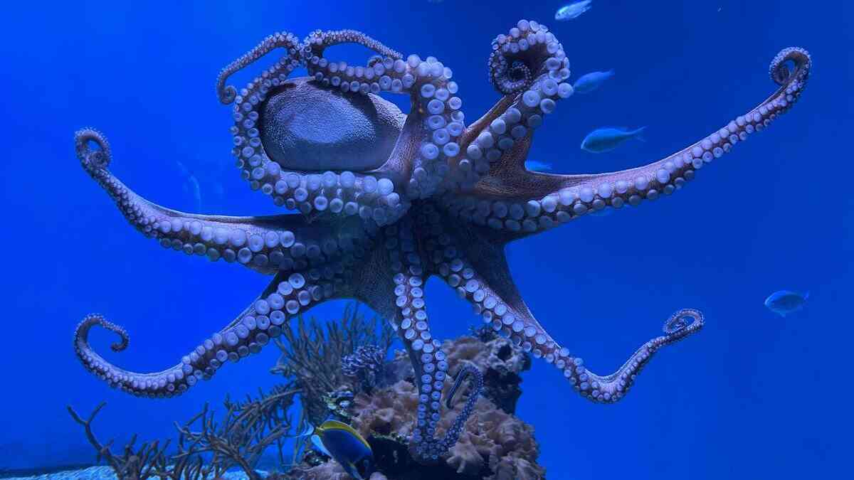 Powstaje sztuczna skóra zmieniająca kolor. naukowcy podpatrzyli technikę u ośmiornic