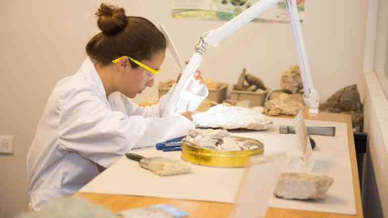 Prototaksyty mogą reprezentować wymarłą gałąź życia