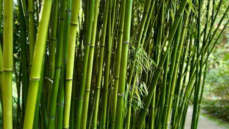 zielone pędy bambusa rosną na polu