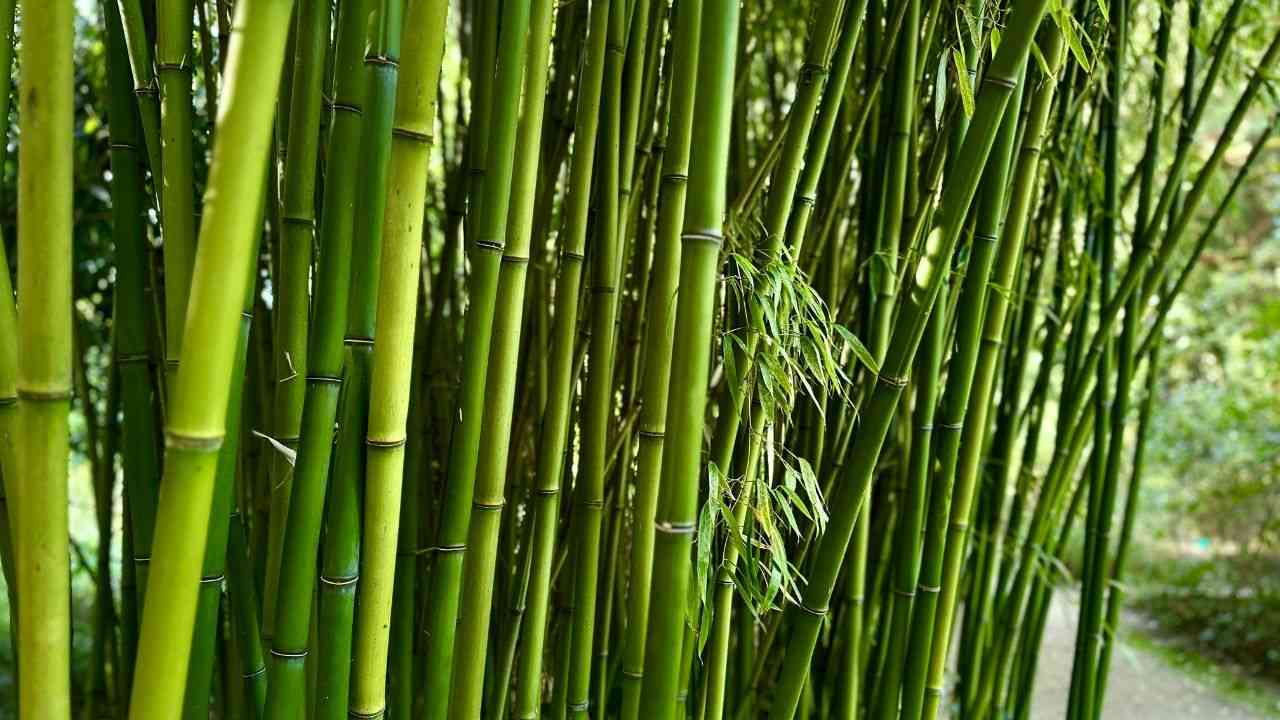 zielone pędy bambusa rosną na polu