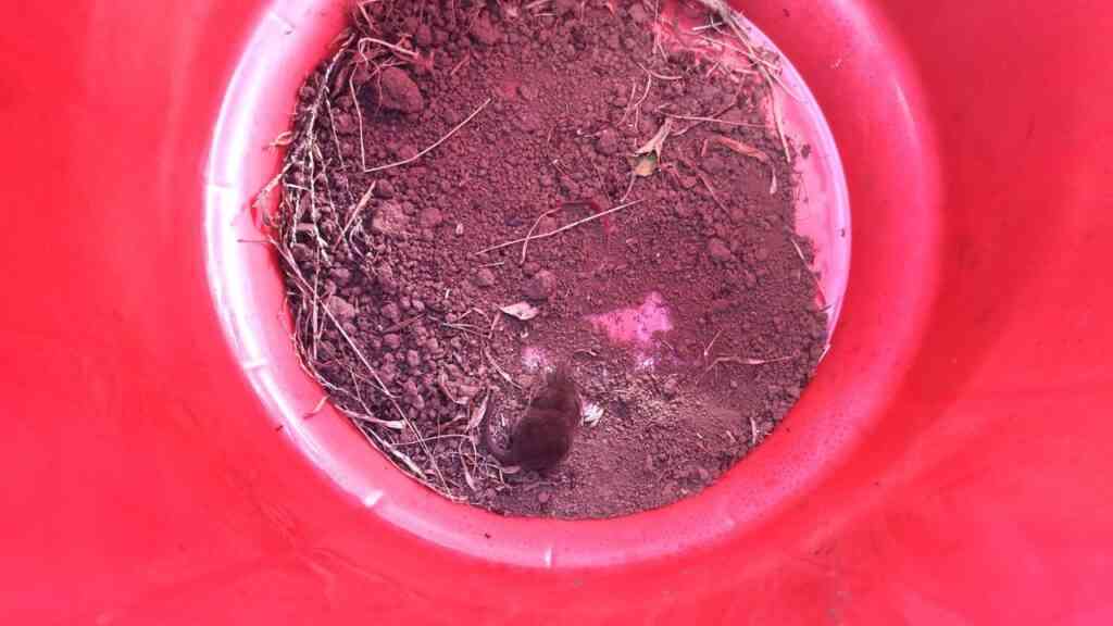 nowy gatunek ryjówki na dnie wiadra. To najmniejszy drapieżnik świata. 