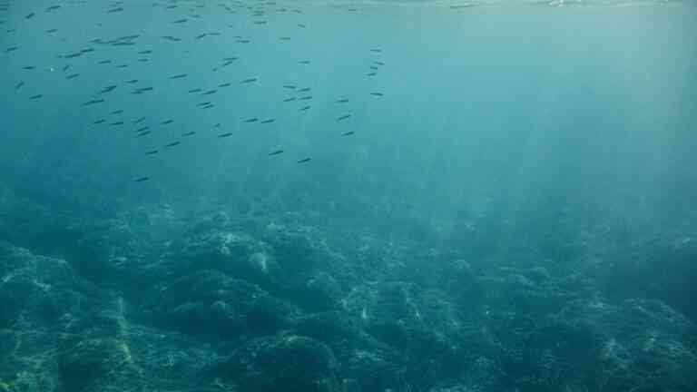 Ciemność pod wodą to zagrożenie dla oceanów. Na zdjęciu: dno oceanu z rybami i glonami