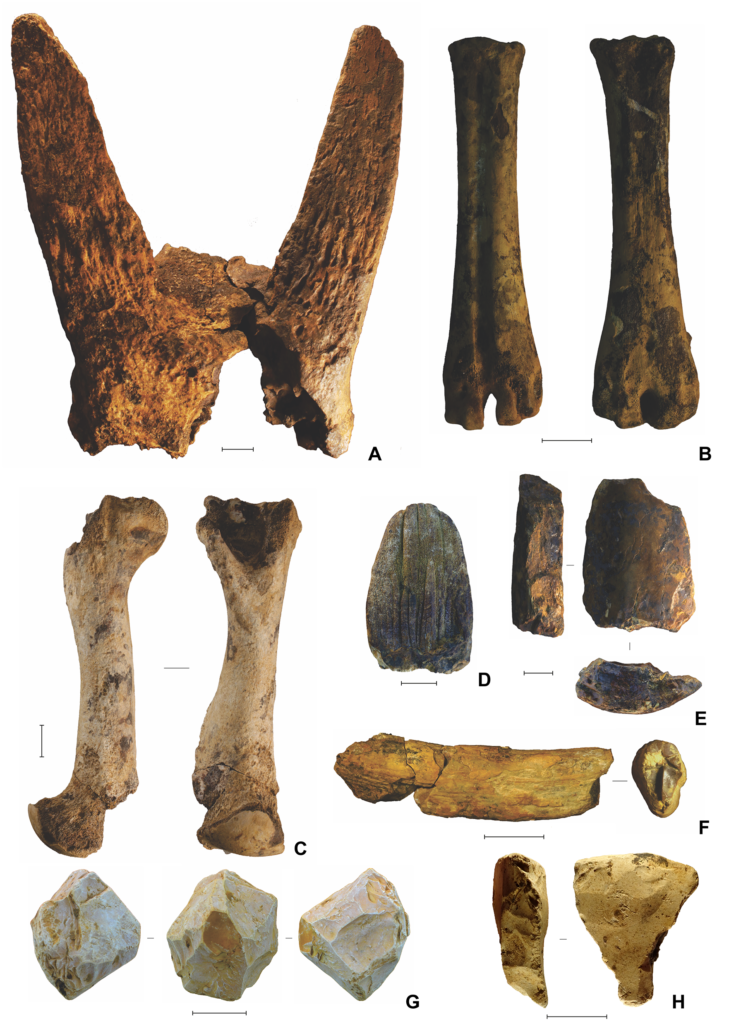znaleziska archeologiczne z Azji resztki zwierząt