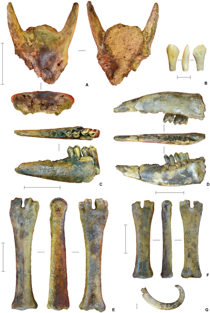 znaleziska archeologiczne z Azji resztki zwierząt