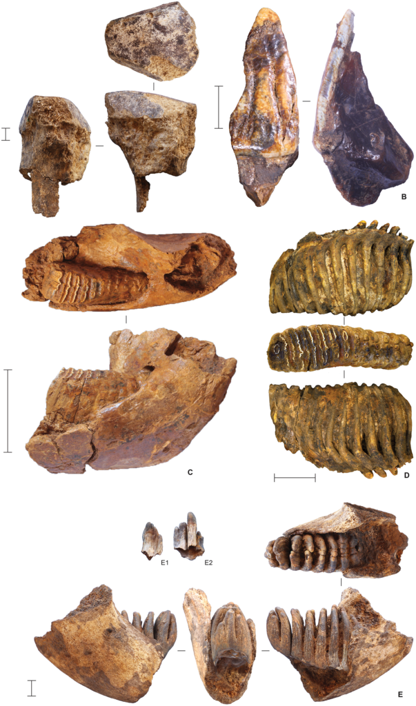znaleziska archeologiczne z Azji resztki zwierząt