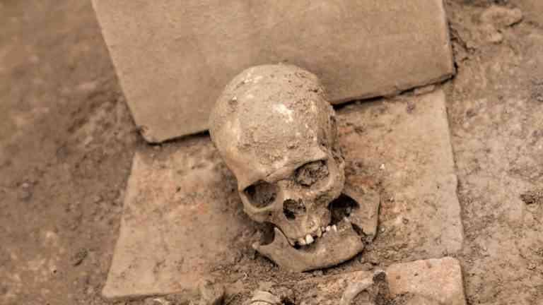 czaszka leży na betonie