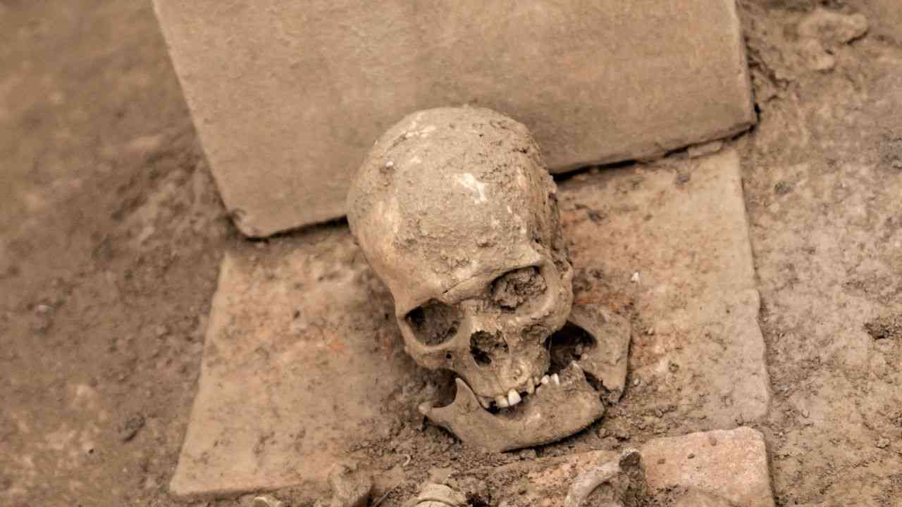 czaszka leży na betonie